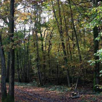 Woodland during Autumn