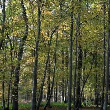 Woodland during Autumn