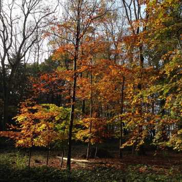 Woodland during Autumn