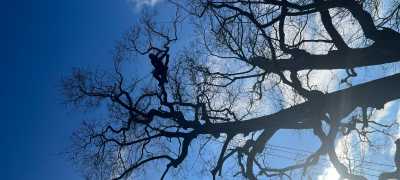 Aerial Cutting Oak work position