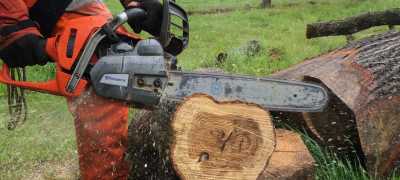 Ground Based Chainsaw cutting through part of a tree