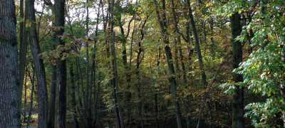 Woodland during Autumn